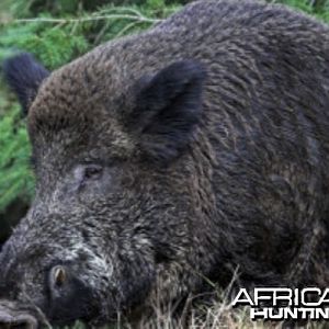 Big Boar in Bavaria