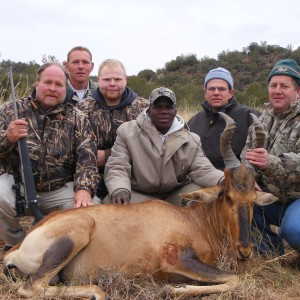 Red Hartebeest