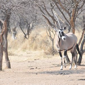 Gemsbok Namibia