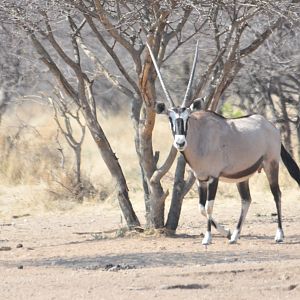 Gemsbok Namibia