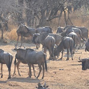 Blue Wildebeest Namibia