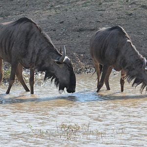 Blue Wildebeest Namibia