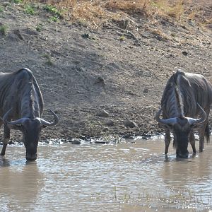 Blue Wildebeest Namibia