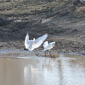 Spatula Namibia