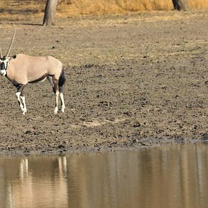 Gemsbok Namibia