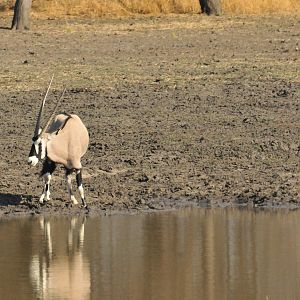 Gemsbok Namibia