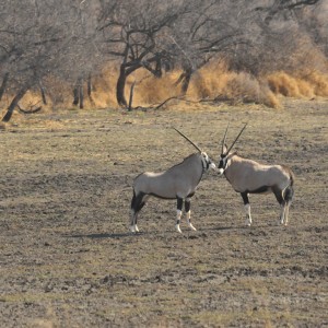 Gemsbok Namibia