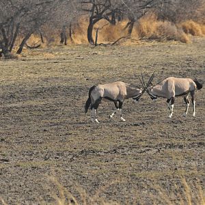 Gemsbok Namibia