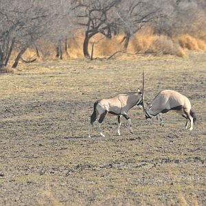 Gemsbok Namibia