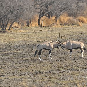 Gemsbok Namibia