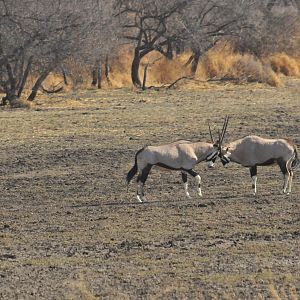 Gemsbok Namibia