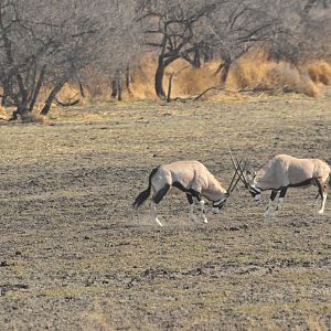 Gemsbok Namibia