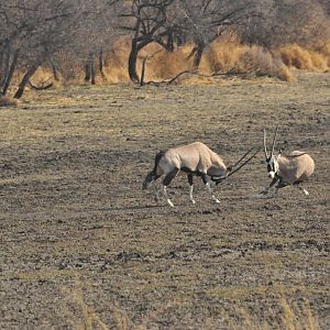 Gemsbok Namibia