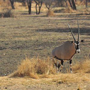 Gemsbok Namibia