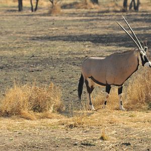 Gemsbok Namibia