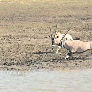 Gemsbok Namibia