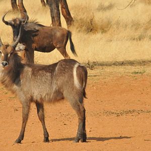 Waterbuck Namibia