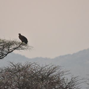 Vulture Namibia