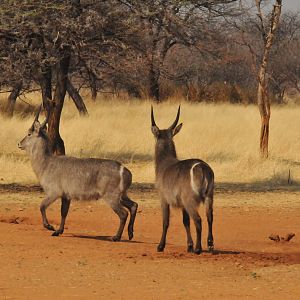 Waterbuck Namibia