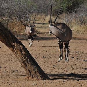 Gemsbok Namibia