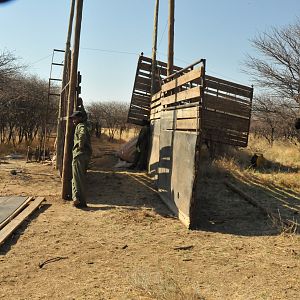 Game Capture Namibia