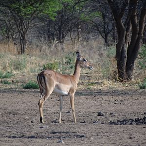 Impala Namibia