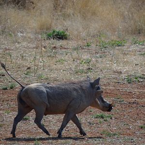 Warthog Namibia