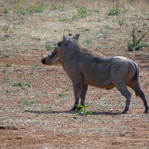 Warthog Namibia