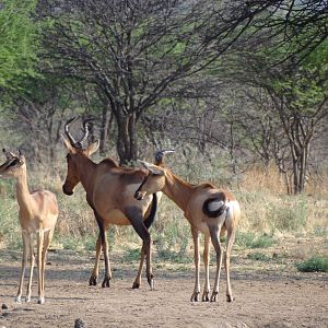 Red Hartebeest Namibia