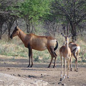 Red Hartebeest Namibia