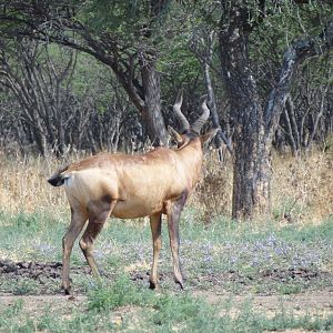 Red Hartebeest Namibia