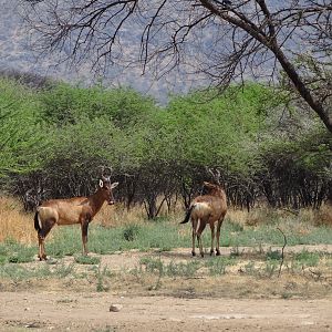 Red Hartebeest Namibia