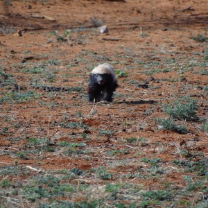 Honey Badger / Ratel Namibia