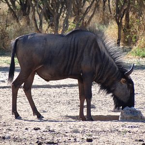 Blue Wildebeest Namibia