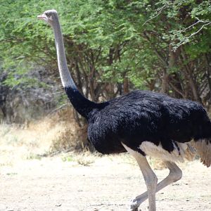 Ostrich Namibia