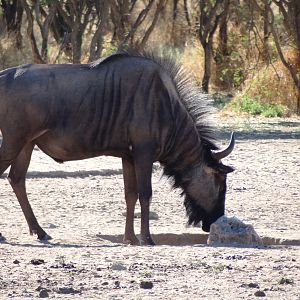 Blue Wildebeest Namibia