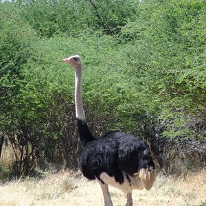 Ostrich Namibia