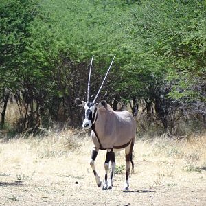 Gemsbok Namibia