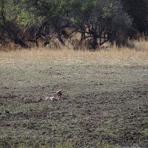 Prey Bird Namibia