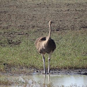 Ostrich Namibia