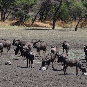 Blue Wildebeest Namibia