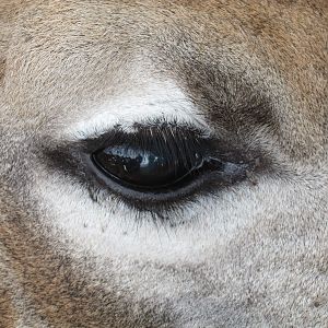 Giraffe Namibia