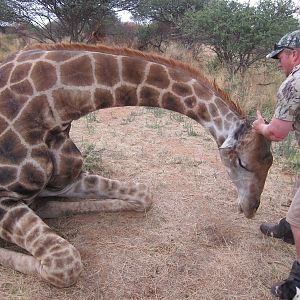 Setting up a Giraffe for trophy pictures