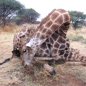 Setting up a Giraffe for trophy pictures