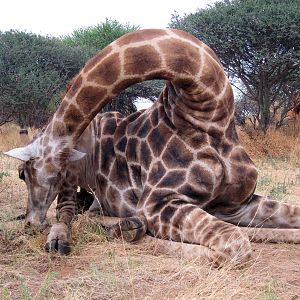 Setting up a Giraffe for trophy pictures