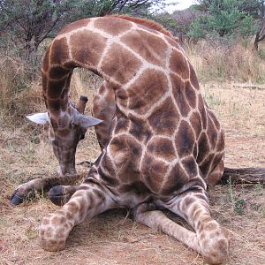 Setting up a Giraffe for trophy pictures