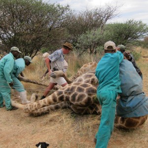 Setting up a Giraffe for trophy pictures