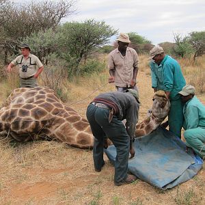 Setting up a Giraffe for trophy pictures