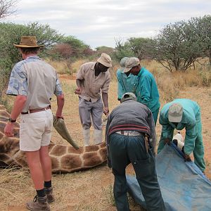 Setting up a Giraffe for trophy pictures