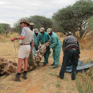 Setting up a Giraffe for trophy pictures